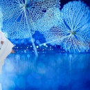 微距自然魅力_深圳婚纱摄影